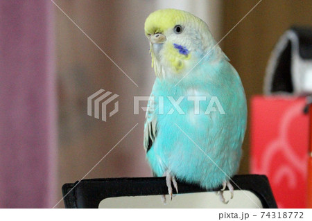 鏡にとまるセキセイインコ 左向きの写真素材