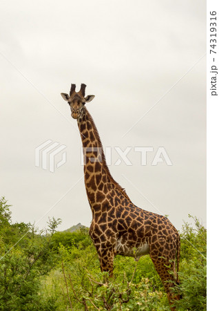 Giraffe isolated in Tsavo Giraffe isolated in Tsavo 74319316