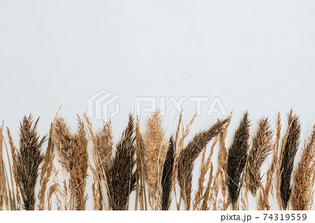 Reeds foliage branches bouquet on neutral white background. Flat lay, top view. Floral design. Reeds foliage branches bouquet on neutral white background. Flat lay, top view. Floral design. 74319559