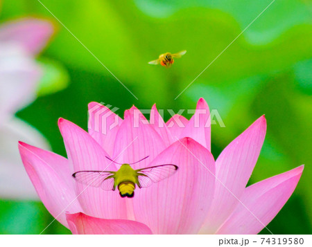 ハスの花にオオスカシバとミツバチ ハスの花にオオスカシバとミツバチ 74319580