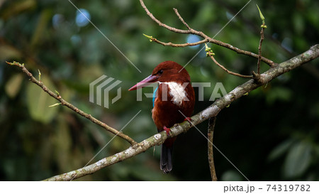 White-throated kingfisher looking side, resting on a branch early in the morning. 74319782