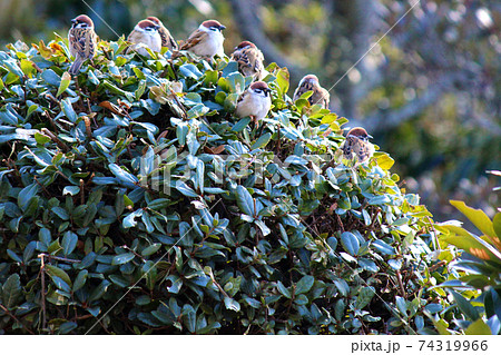 庭木の上に並ぶ丸いスズメの写真素材