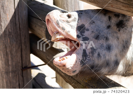 Funny horse muzzle with open mouth close-up 74320423