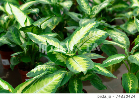 Dieffenbachia houseplant on sale concept, green potted plants in greenhouse. 74320424