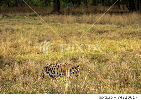 wild female bengal tiger walking in tall grass for territory marking during outdoor jungle safari at kanha National Park or Tiger Reserve Madhya Pradesh India - panthera tigris tigris wild female bengal tiger walking in tall grass for territory marking during outdoor jungle safari at kanha National Park or Tiger Reserve Madhya Pradesh India - panthera tigris tigris 74320617