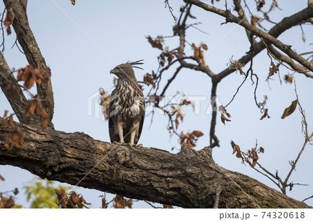 changeable or crested hawk eagle portrait perched on tree trunk at bandhavgarh national park or tiger reserve madhya pradesh india - nisaetus cirrhatus changeable or crested hawk eagle portrait perched on tree trunk at bandhavgarh national park or tiger reserve madhya pradesh india - nisaetus cirrhatus 74320618