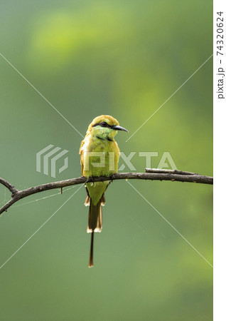 Green bee eater or Merops orientalis portrait in natural green background perched on a branch at ranthambore national park rajasthan india 74320624