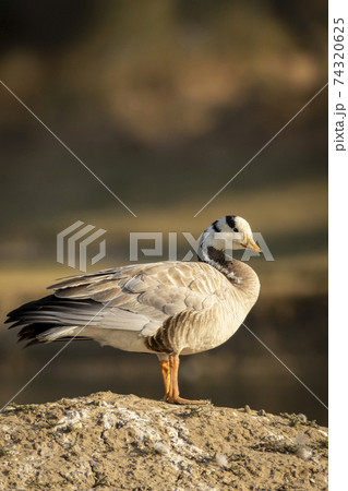 bar-headed or bar headed goose portrait in an open field during winter migration at forest of central india - anser indicus 74320625