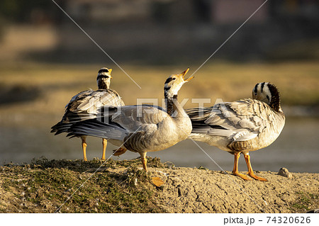 bar-headed or bar headed goose family or flock calling in wetland during winter migration at forest of central india - anser indicus 74320626