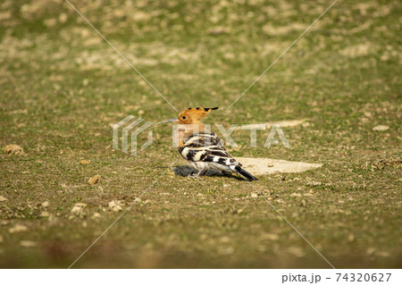 hoopoe or Upupidae portrait perched on ground at forest of central india 74320627