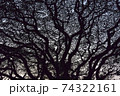 逆光の巨木と夕暮れ空 74322161