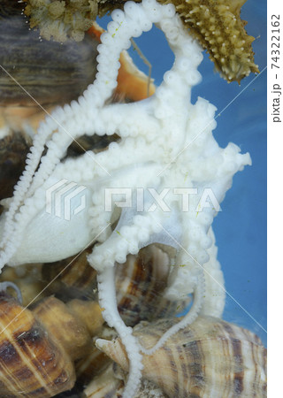 タコと巻貝 74322162
