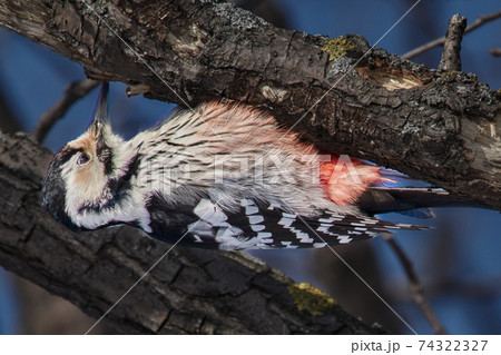 Bird - White-backed Woodpecker ( Dendrocopos leucotos ) crawling along an oak trunk on a sunny frosty winter day. Close-up. Bird - White-backed Woodpecker ( Dendrocopos leucotos ) crawling along an oak trunk on a sunny frosty winter day. Close-up. 74322327