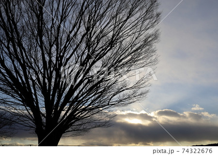 冬の木と雲と光 74322676