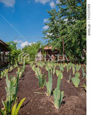 Lilies bloom in the garden, floriculture as a hobby in the summer garden. Concept of gardening, floriculture and landscape design. Lilies bloom in the garden, floriculture as a hobby in the summer garden. Concept of gardening, floriculture and landscape design. 74323569