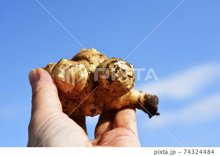 キクイモ、菊芋。健康。家庭菜園、畑、収穫、野菜イメージ素材 74324484