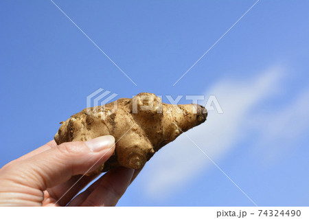 キクイモ、菊芋。健康。家庭菜園、畑、収穫、野菜イメージ素材 キクイモ、菊芋。健康。家庭菜園、畑、収穫、野菜イメージ素材 74324490