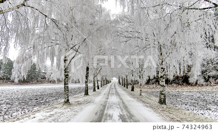 Beautiful winter landscape with empty road and snow covered trees 74324963