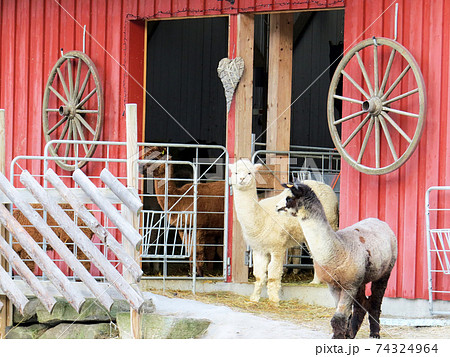 Cute and curious alpaca animals in the farm 74324964