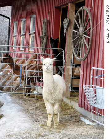 Cute and curious alpaca animals in the farm 74324965