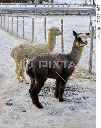 Cute and curious alpaca animals in the farm 74324967