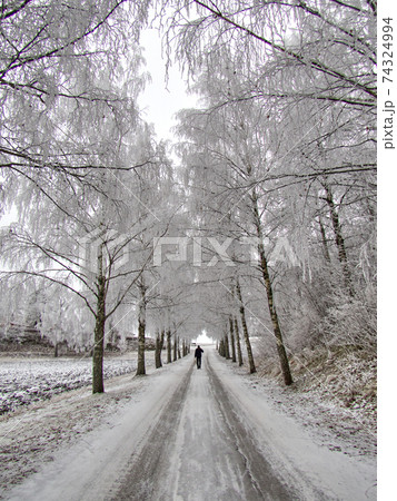 Beautiful winter view with frozen trees beside the road 74324994
