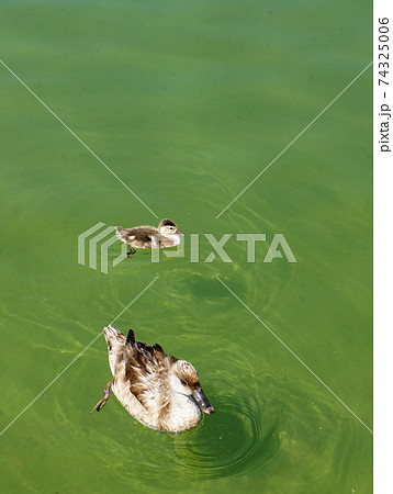 Mother and baby duck swimming togheter in a pond 74325006