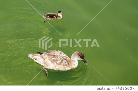 Mother and baby duck swimming togheter in a pond 74325007