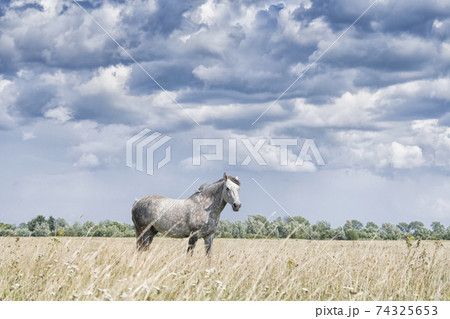 beautiful white horse beautiful white horse 74325653
