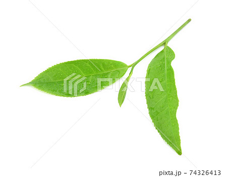 leaves Fresh green tea with drops of water isolated on white background. 74326413