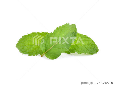 Mint leaves isolated on white background. Mint leaves isolated on white background. 74326510