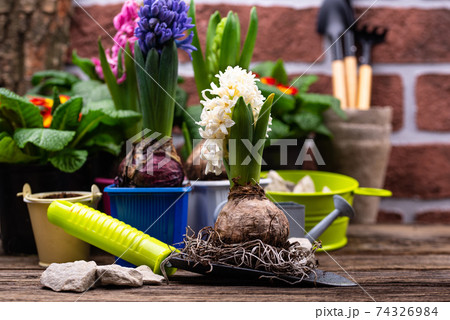 Spring gardening concept with blooming flowers 74326984