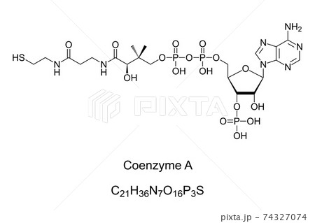 Coenzyme A, chemical formula and skeletal structure. Coenzyme, notable for its role in synthesis and oxidation of fatty acids, and oxidation of pyruvate in the citric acid cycle. Illustration. Vector. Coenzyme A, chemical formula and skeletal structure. Coenzyme, notable for its role in synthesis and oxidation of fatty acids, and oxidation of pyruvate in the citric acid cycle. Illustration. Vector. 74327074
