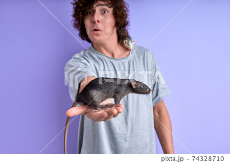 young male ystands with a gray rat isolated on purple background young male ystands with a gray rat isolated on purple background 74328710