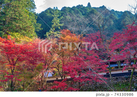 両界山 横蔵寺 (11月 多治見 秋) 両界山 横蔵寺 (11月 多治見 秋) 74330986