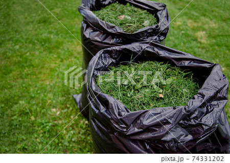 Mowing a household garden lawn with black bag of grass clippings. 74331202