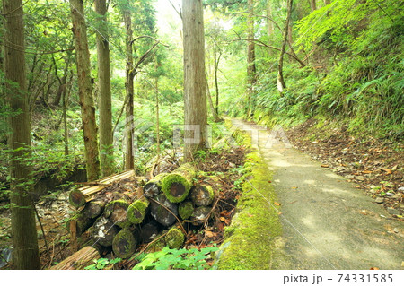 木の風景 木の風景 74331585