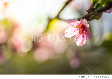 Sakura flowers blooming blossom in Chiang Mai, Thailand 74331965