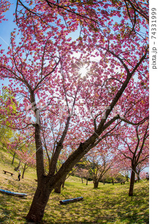 えぼし岳ぼたん桜公園のぼたん桜 74331999