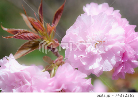 ソフトイメージに写した八重の桜 ソフトイメージに写した八重の桜 74332265