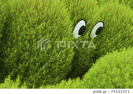 公園のコキアに目がつけられて生き物のようです の写真素材