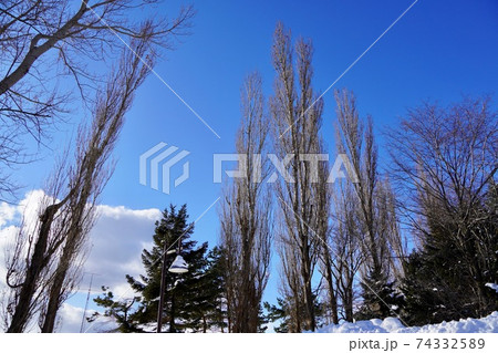 青空を見上げて・前田森林公園 74332589
