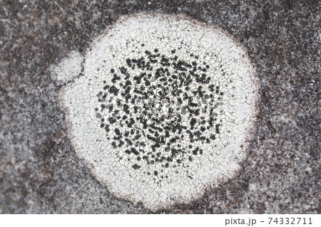 地衣類？ 74332711