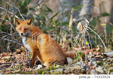 秋の森で出会ったキタキツネ（北海道） 74333028