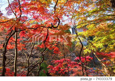 諏訪峡 もみじ公園 遊歩道より 秋の景色 みなかみ町 の写真素材