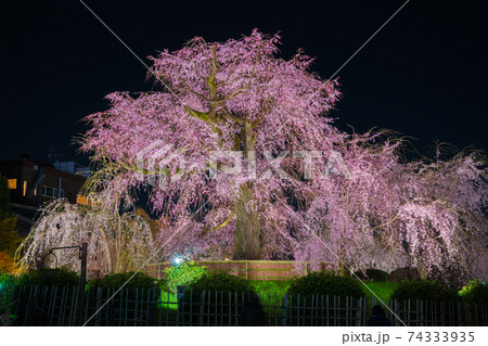 京都　円山公園の祇園しだれ桜　　 74333935
