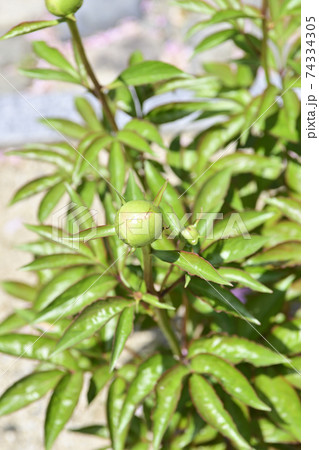 本満寺　芍薬（つぼみ） 74334305