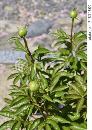 本満寺 芍薬(つぼみ) 本満寺 芍薬(つぼみ) 74334306