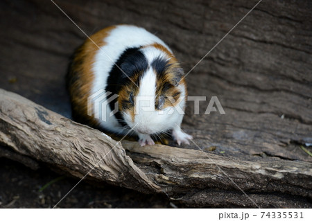 ひょっこり登場！モルモット 74335531