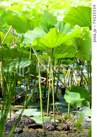 天まで届け！！ハスの葉たち 74335534